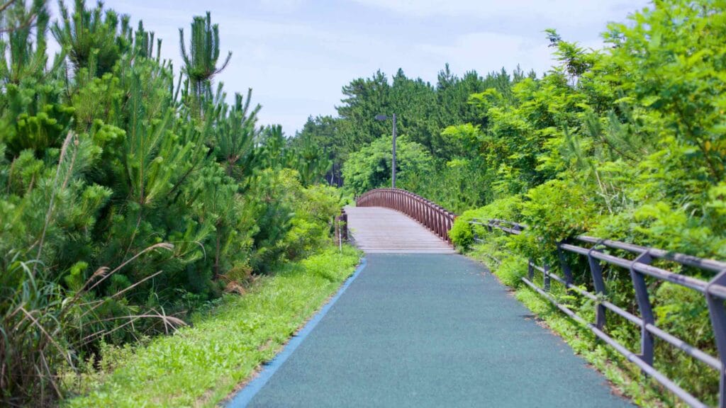 A tranquil bike and walking path, adorned with green pine trees and shrubs, featuring a charming walking bridge, located north of Gyeongpo Beach.