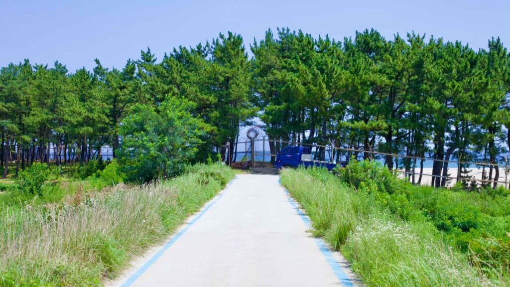 A bike path, marked by blue lines, guides cyclists towards a lush group of trees and a fence topped with barbed wire along Banam Beach.