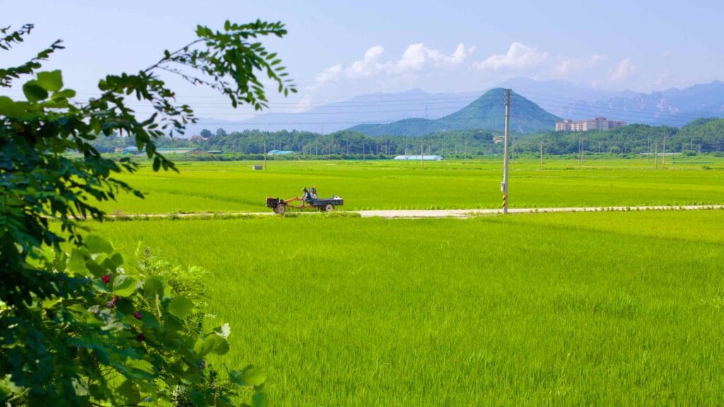 A farmer steers a tractor along farm roads, amid vast fields of ripening green rice, with mountains and trees framing landscape near Oh-ho Port.