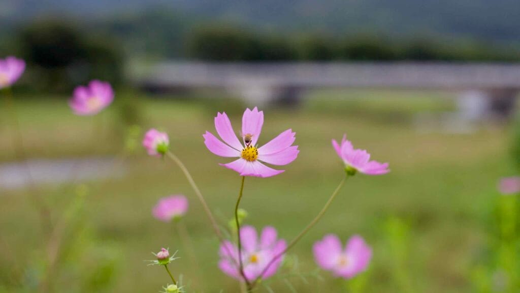 A bee collects nectar from a pink cosmos flower near Ssang Stream in Chilseong Town.