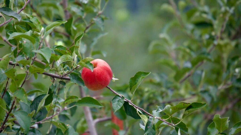 A ripe red apple hangs from a branch in an orchard, surrounded by lush green leaves.