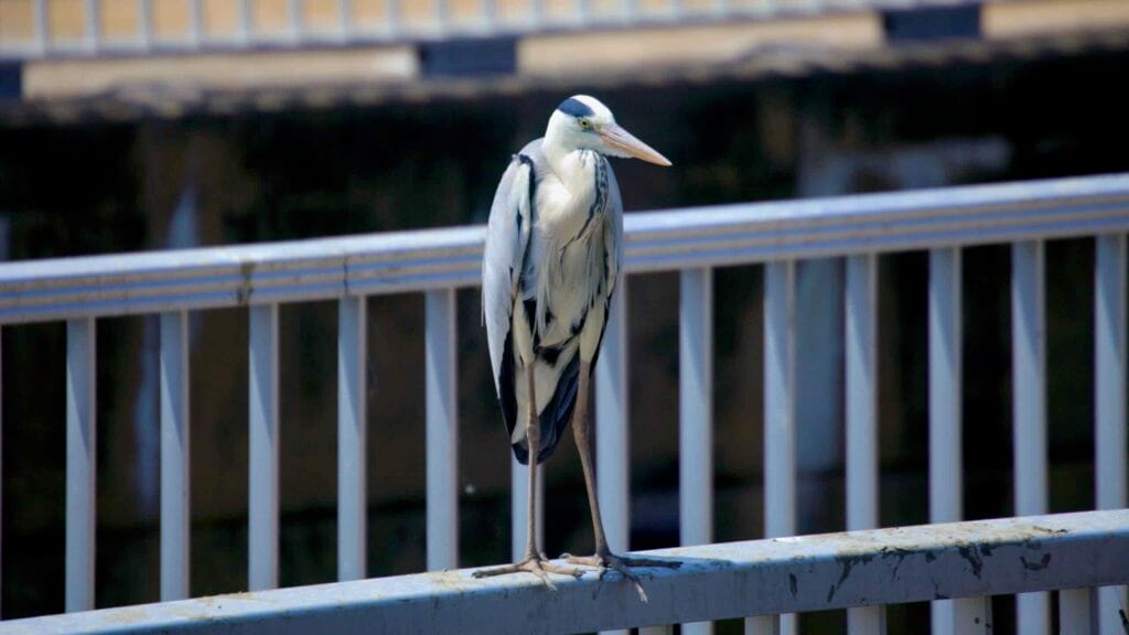A grey heron perches on a metal railing near the Geum River Estuary Bank.