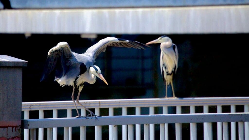 A grey heron spreads its wings while balancing on a railing at the Geum River Estuary Bank.