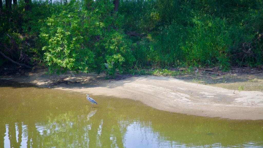 riverscape