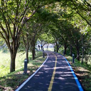 A cycling path winds through a tunnel of lush green trees along the Yeongsan River.