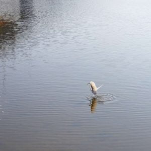 A white egret wades through the calm waters of the Yeongsangang River.