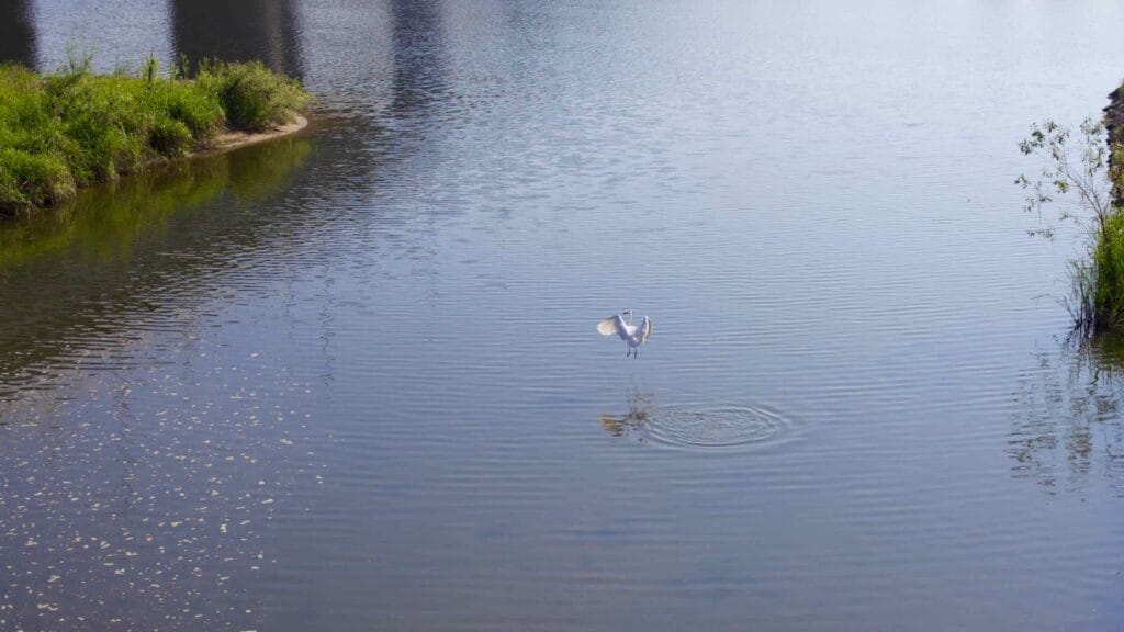 ripples