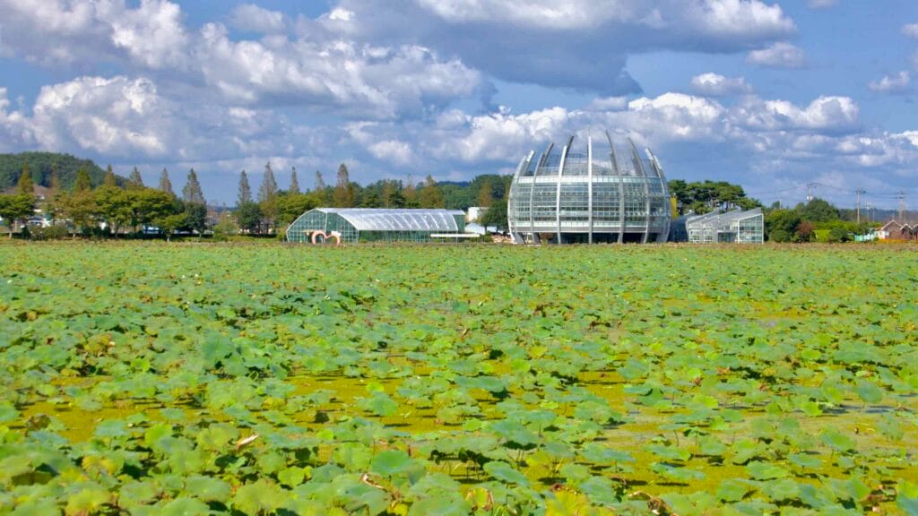 lotus field
