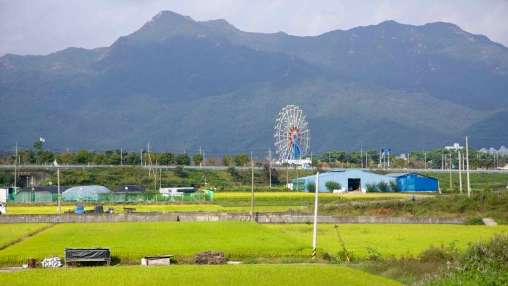 The Ferris wheel at Seomjingang Train Village rises beyond golden rice fields.