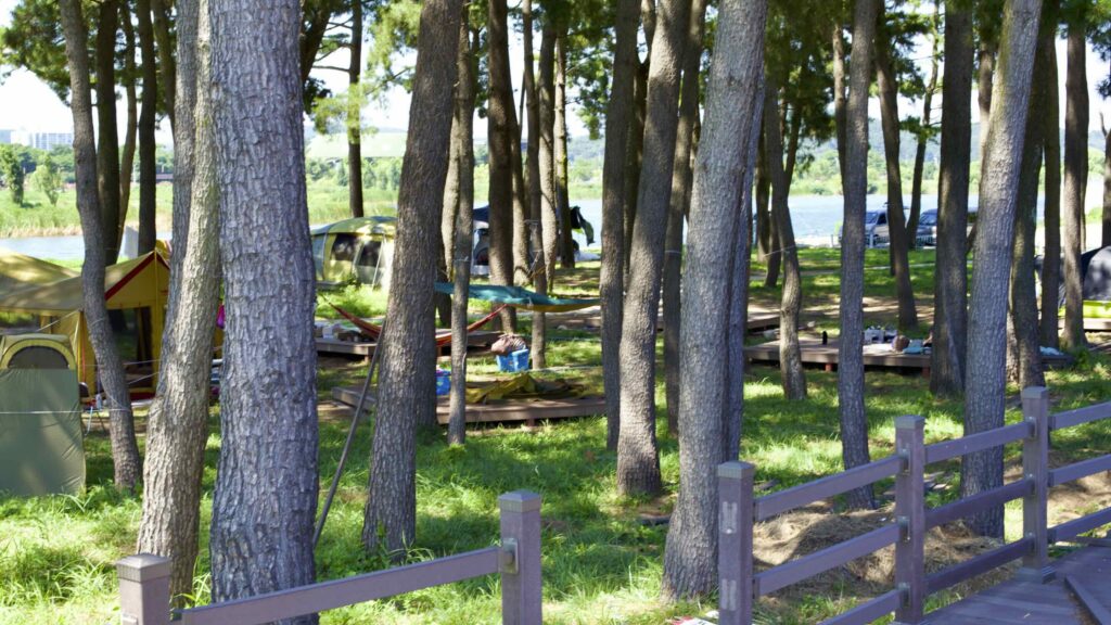 A picture of geumgangsong trees (금강송) at Uljin Wangpi Stream Eco Park (울진왕피천생태공원) along the Gyeongbuk (East Coast) Bicycle Path (동해안자전거길 (경북)) in Uljin County (울진군), South Korea.