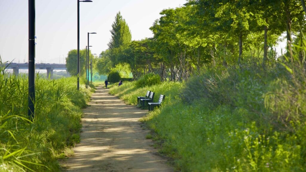 Gwangnaru Hangang Park holds several protected eco parks that sport dirt walking paths and rare plants.