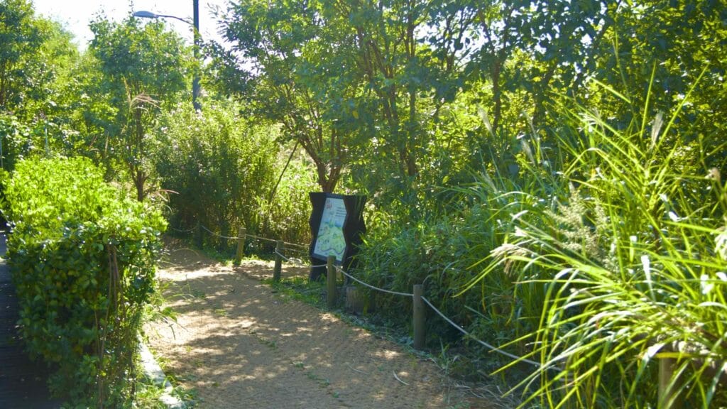 A picture of Amsa Ecological Park (암사생태공원) in Gwangnaru Hangang Park (광나루한강공원) in Seoul, South Korea.
