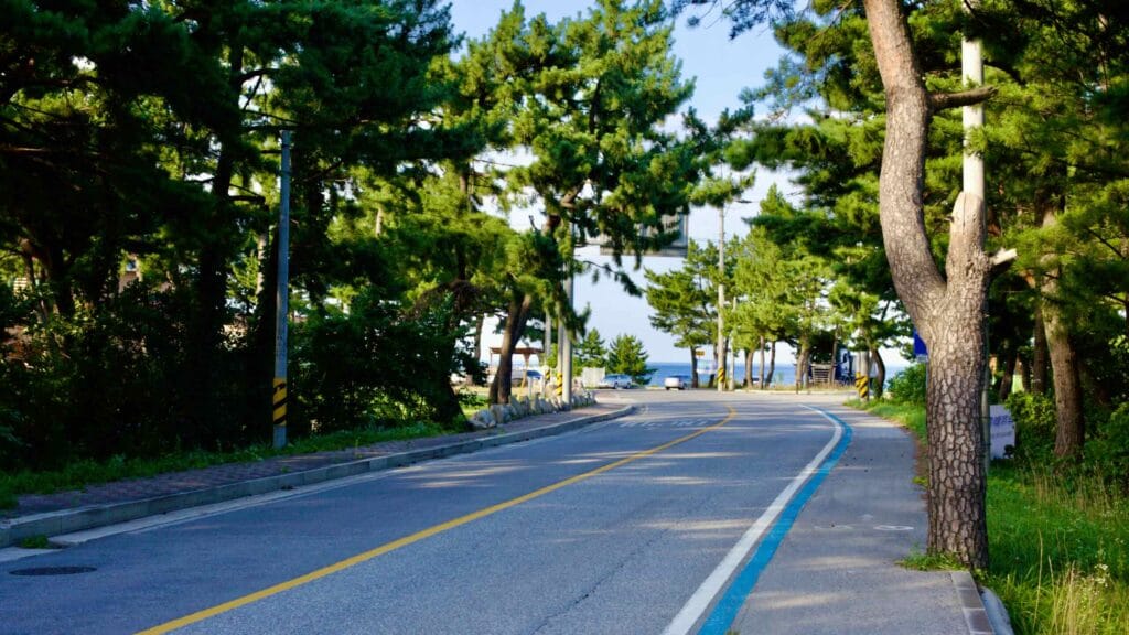 A curving road leading to Geumjin Beach, lined with pine trees overhead and marked by blue and white lines for a bike path beside the vehicle road, on a sunny day.