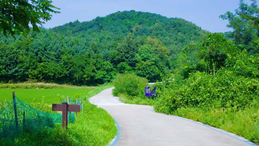 A bike path, marked by blue lines, weaves through fields and forest towards Songji Lake.