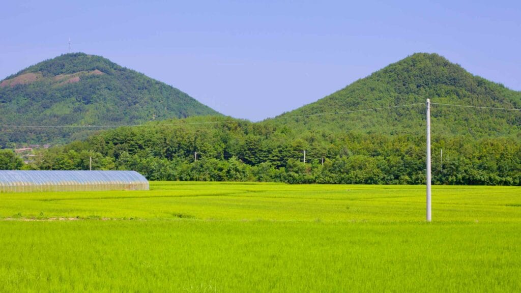 Rice fields stretch towards two conical shaped green mountains near Songji Lake.