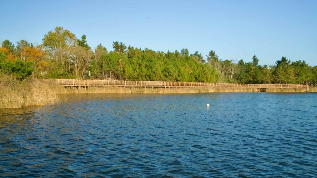 forested shoreline