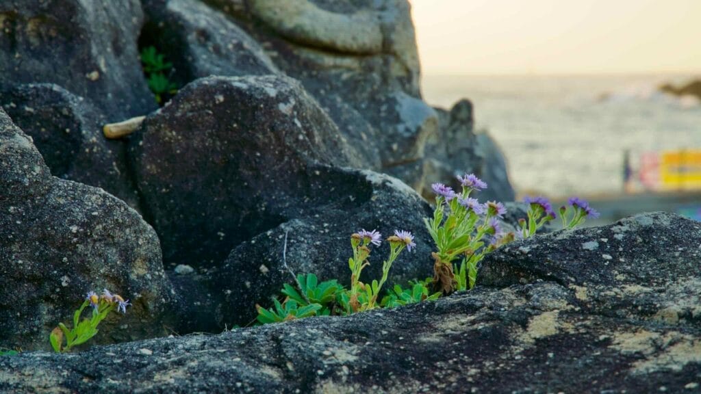coastal