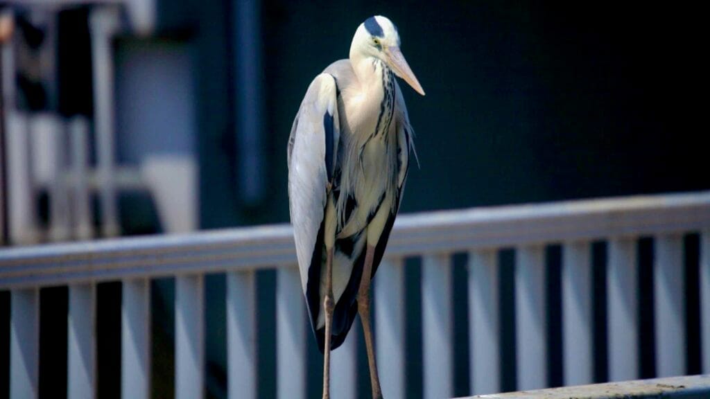 A grey heron stands on a metal railing near the Geum River Estuary Bank.