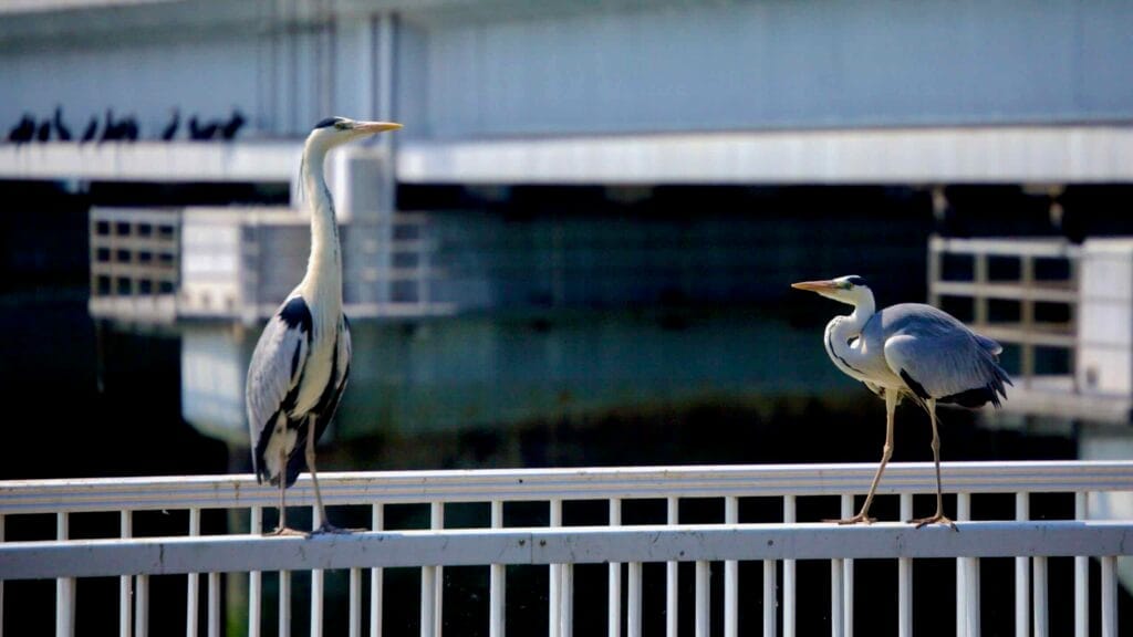 A grey heron stands on a metal railing near the Geum River Estuary Bank.