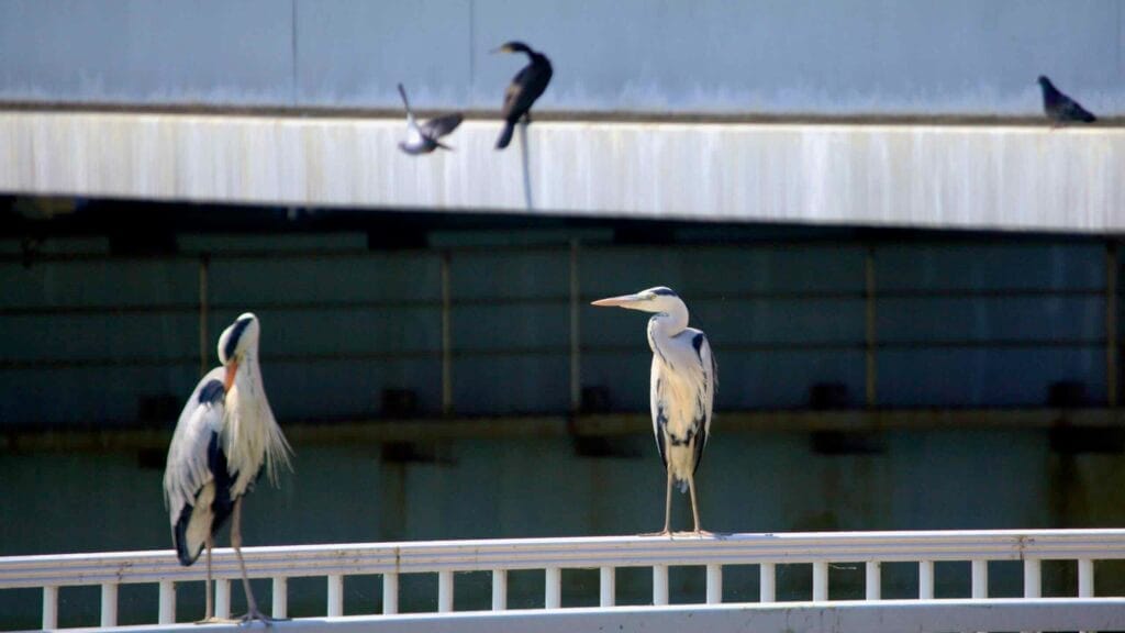 A grey heron spreads its wings while balancing on a railing at the Geum River Estuary Bank.
