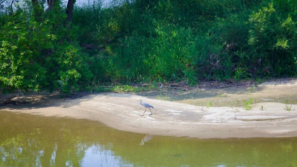 riverscape