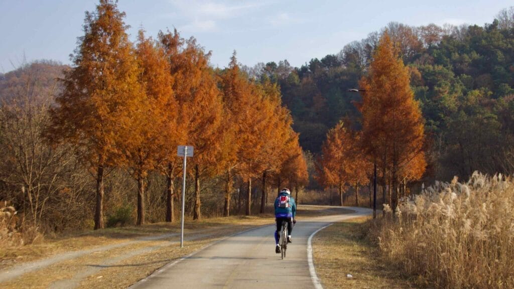fall foliage