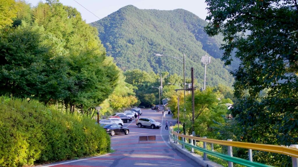 forested mountain