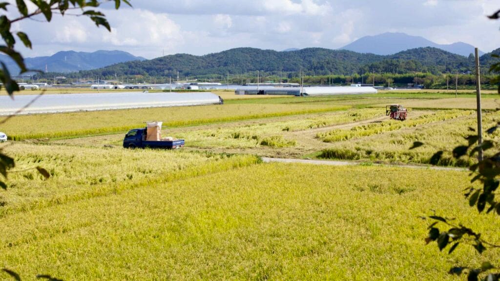 traditional farming