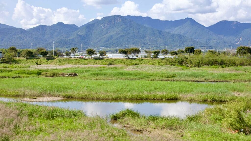 wetland habitat
