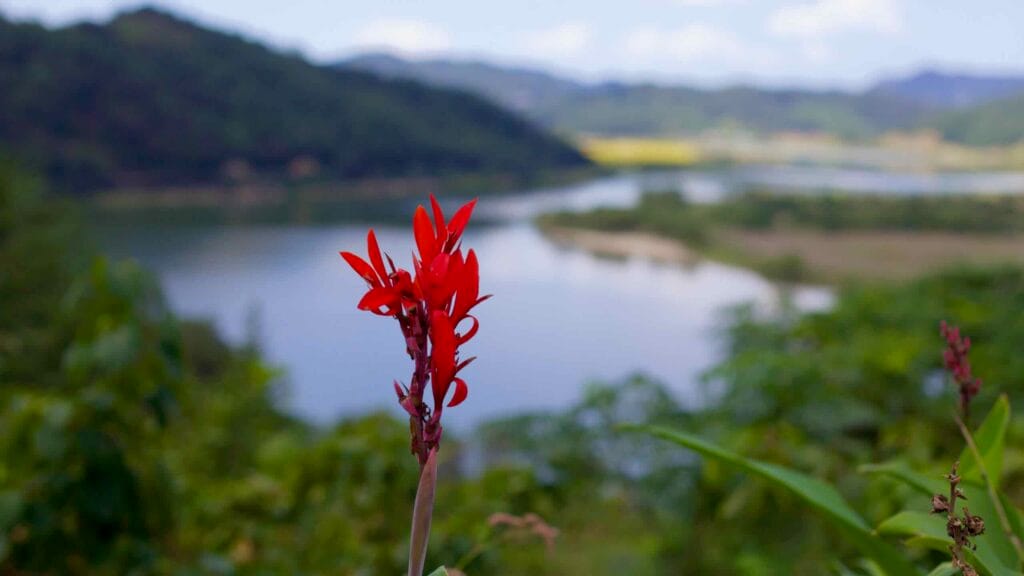 A vibrant red flower stands in sharp focus against the blurred backdrop of the Yeongsan River’s winding path, lush greenery, and distant mountains, as seen from the Neureoji Observation Center.