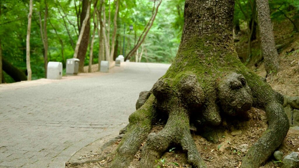 gnarled