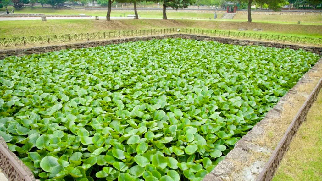 water plants