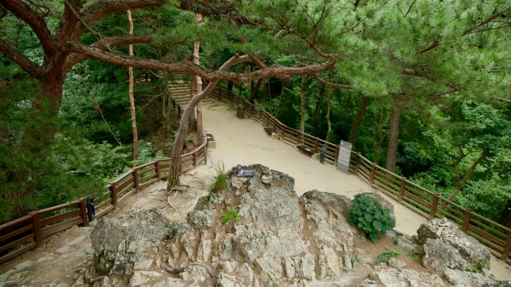 wooded area