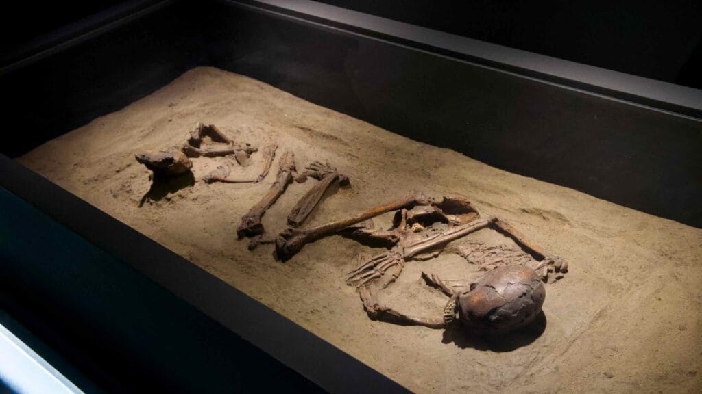 Recreated prehistoric burial scene with skeletal remains at Seokjangni Museum.