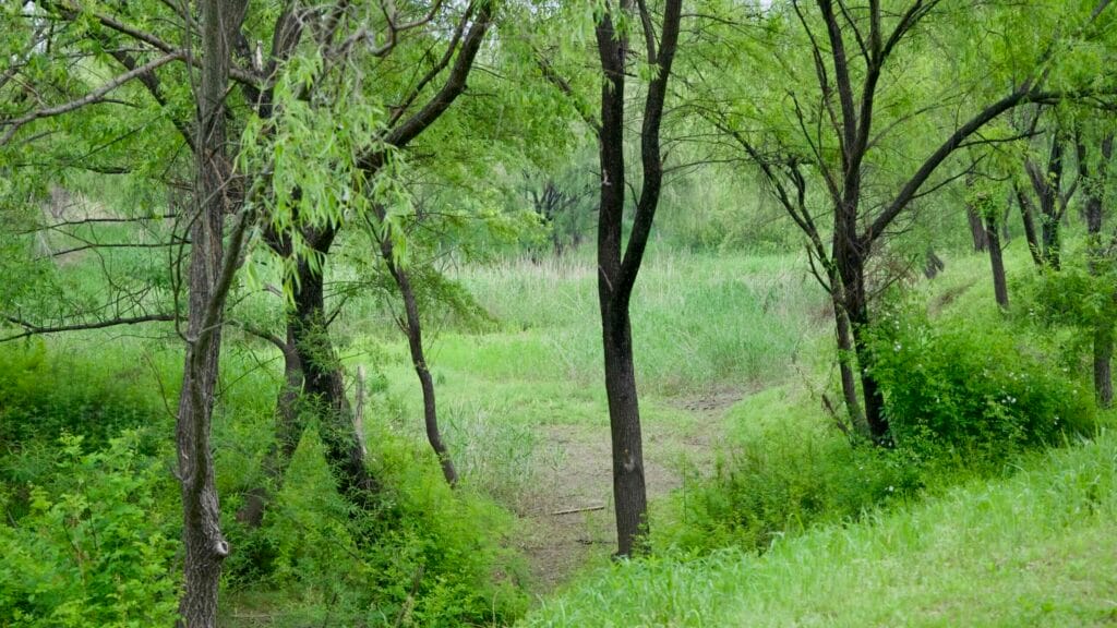 wetlands