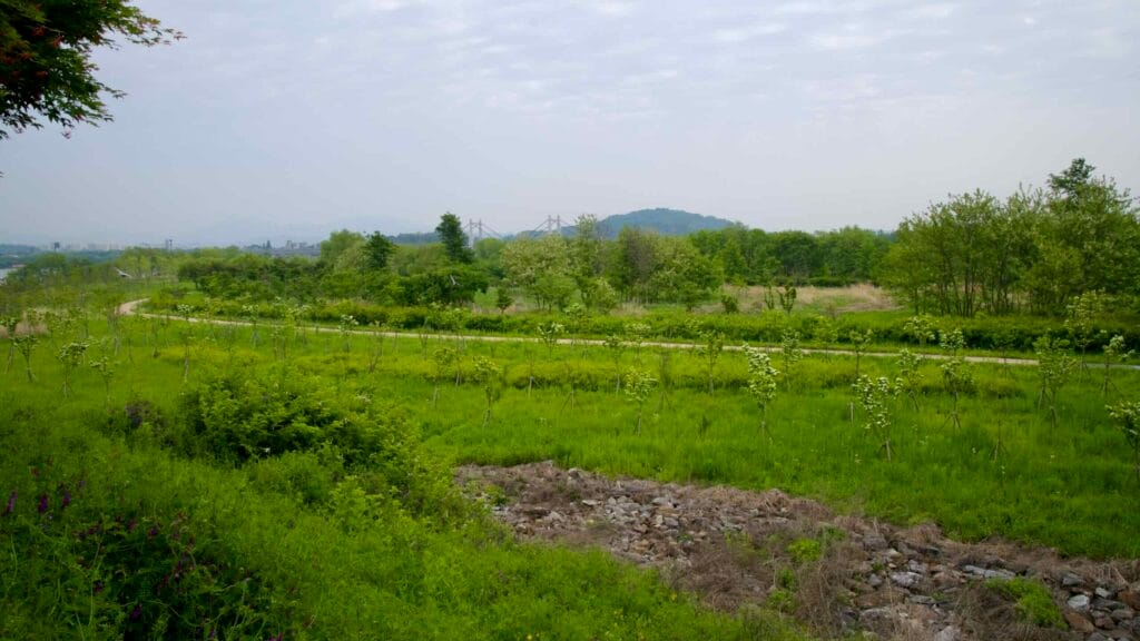 open field