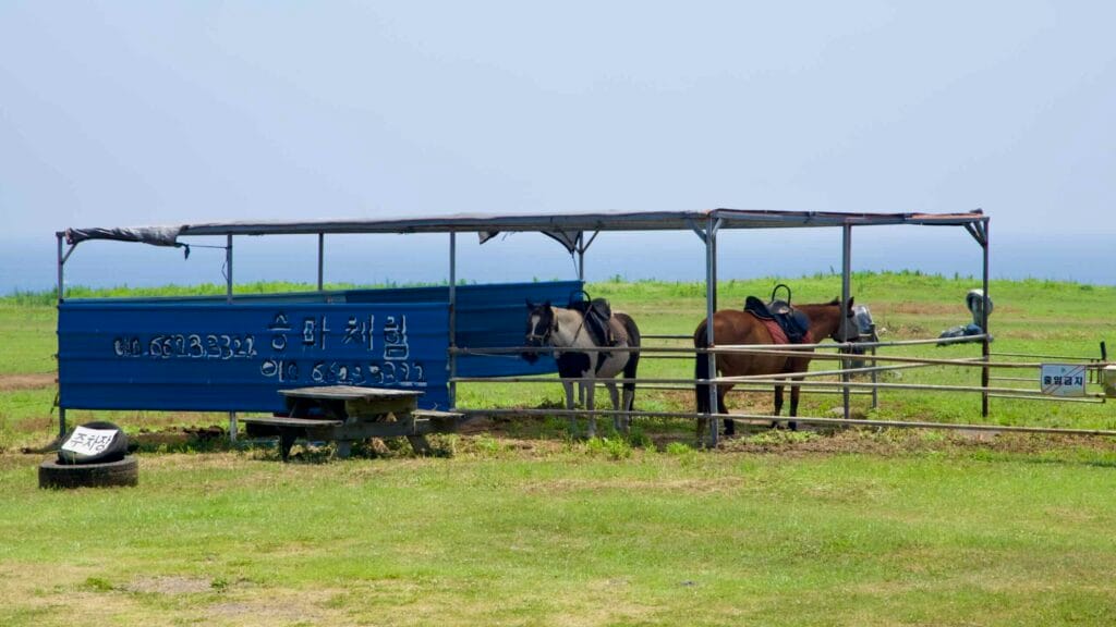 Ponies stand in a paddock at Sinpung Ranch, a coastal pasture on Jeju’s east coast.