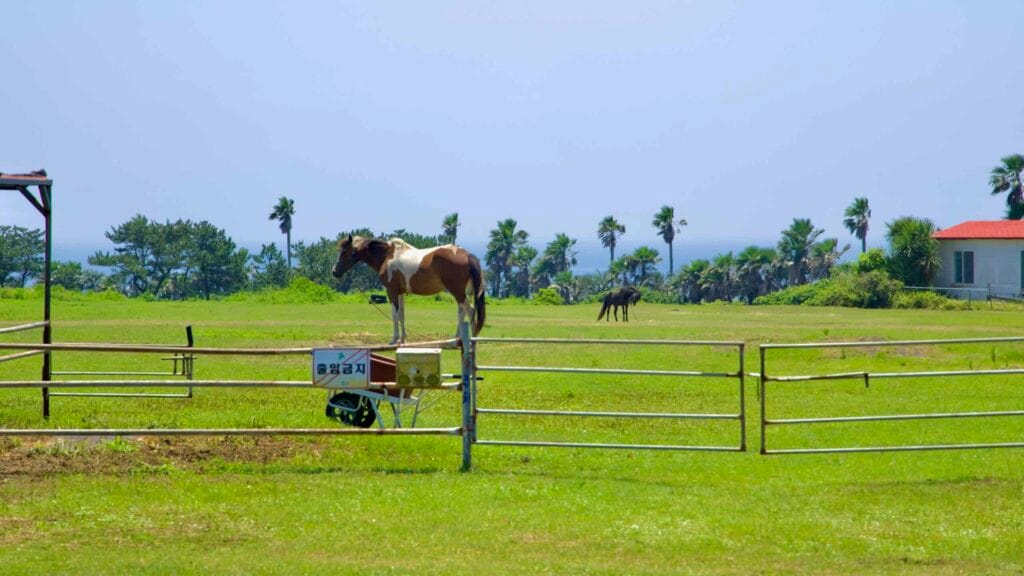 Saddled horses stand at Sinpung Ranch with the East Sea and palms on the horizon.