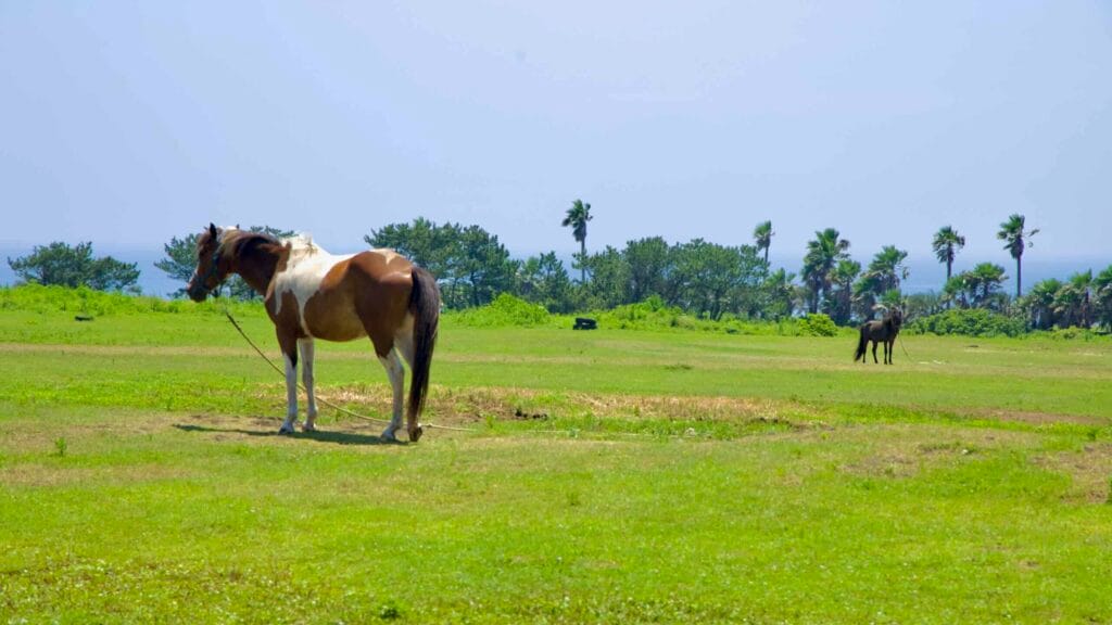 A piebald horse stands on the grass as palms and the sea frame Sinpung Ranch.