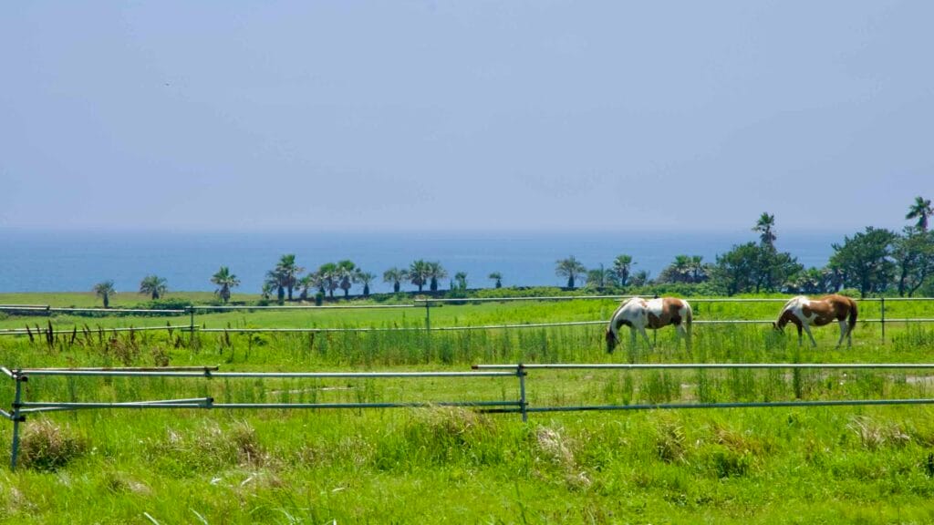 Two piebald horses graze at Sinpung Ranch with palms and the East Sea in view.