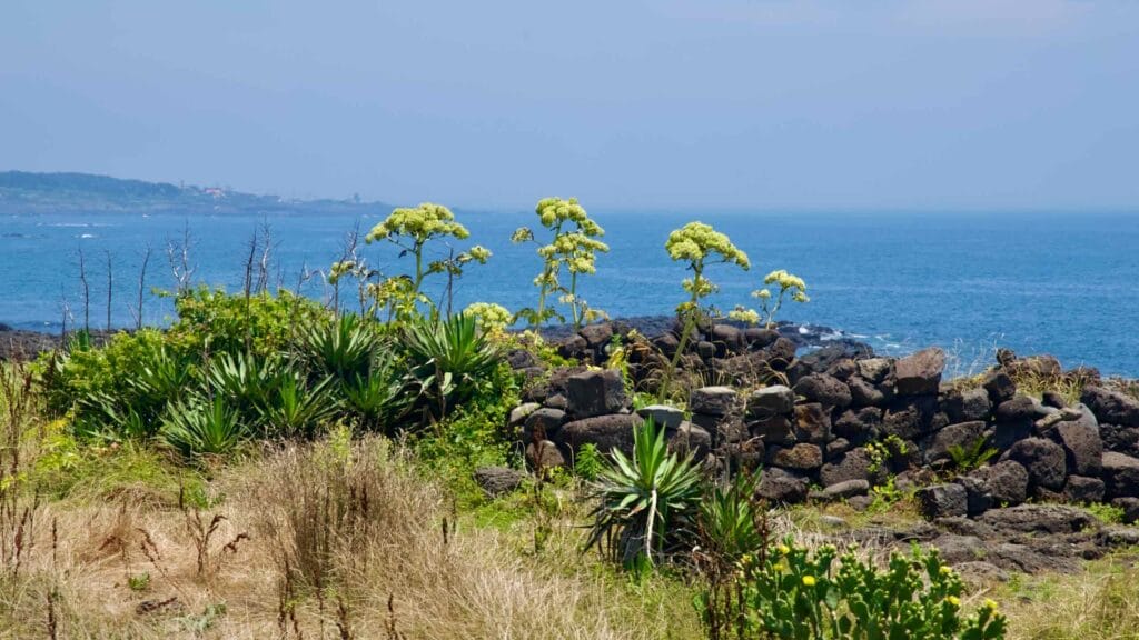 Yucca and prickly pear grow by a basalt wall above the East Sea on Jeju’s coast.