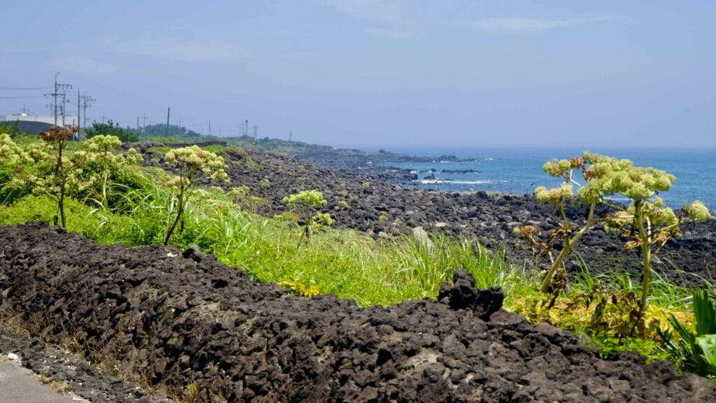Sea angelica blooms beside a basalt wall above the rocky East Sea shoreline.