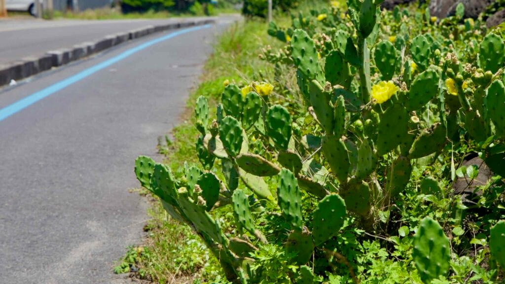 Prickly pear blossoms along the blue‑lined bike path near Onpyeong.