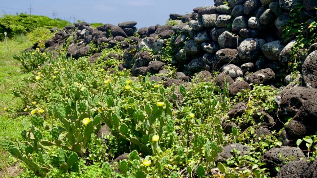 Cactus blooms line a lava stone fence by the coast near Onpyeong.