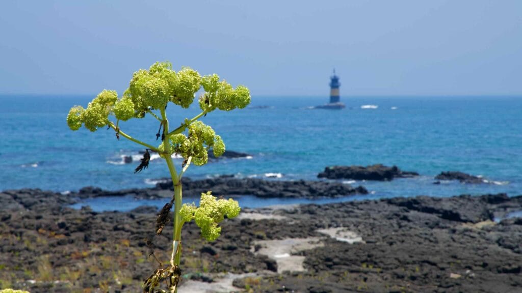 A coastal plant frames a distant lighthouse off Onpyeong.
