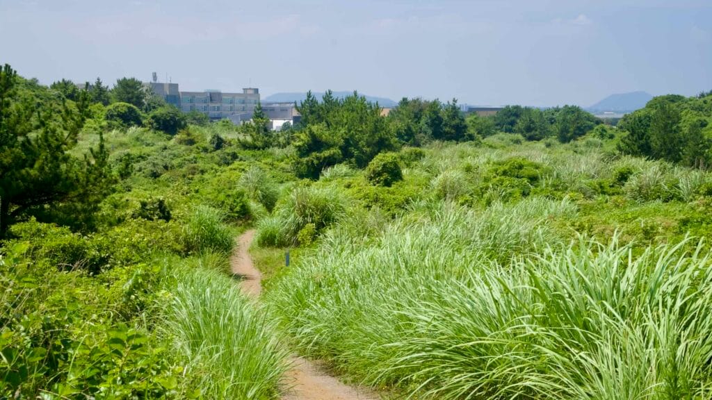 A curving paved path passes vegetated lava mounds and pines near Seopjikoji.