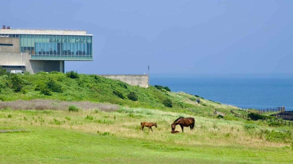 A mare and foal graze below a cantilevered bakery café on the Seopjikoji bluffs.