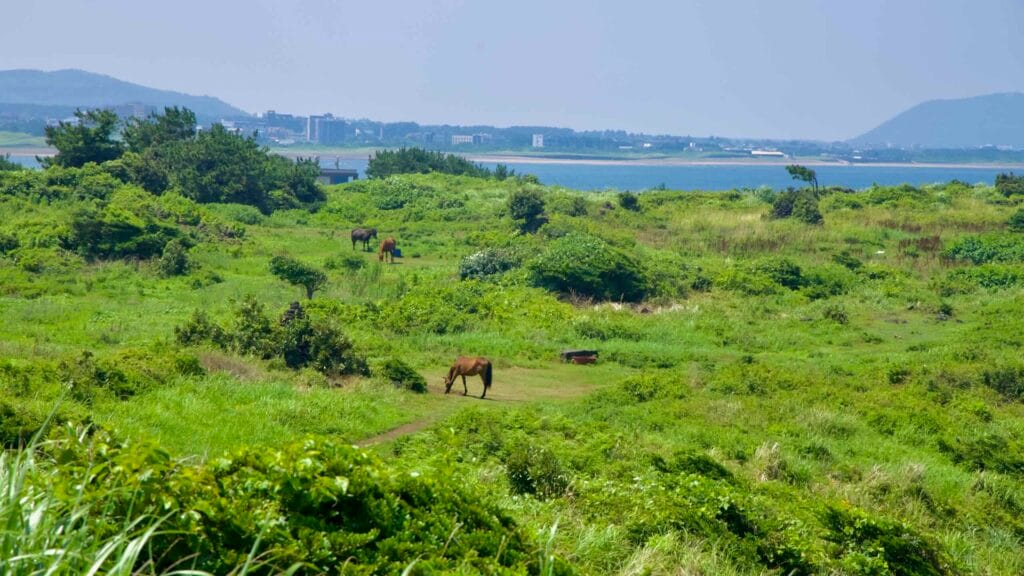 Jeju horses graze on a broad coastal meadow near Seopjikoji.