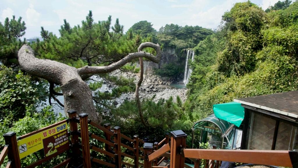 A twisting pine frames stairs descending toward Jeongbang Falls.
