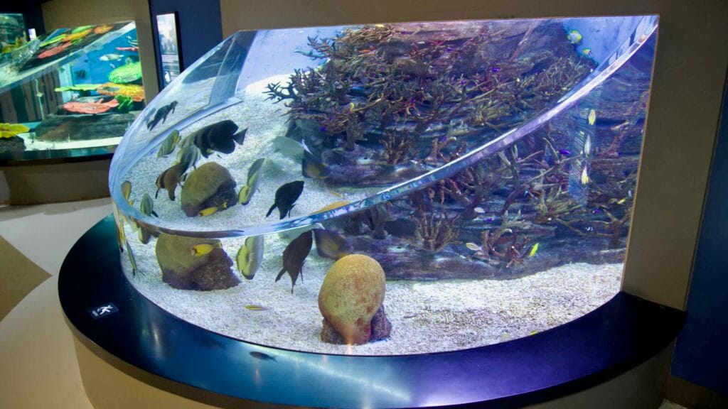 A curved tank showcases corals and grazing fish at Aqua Planet Jeju.